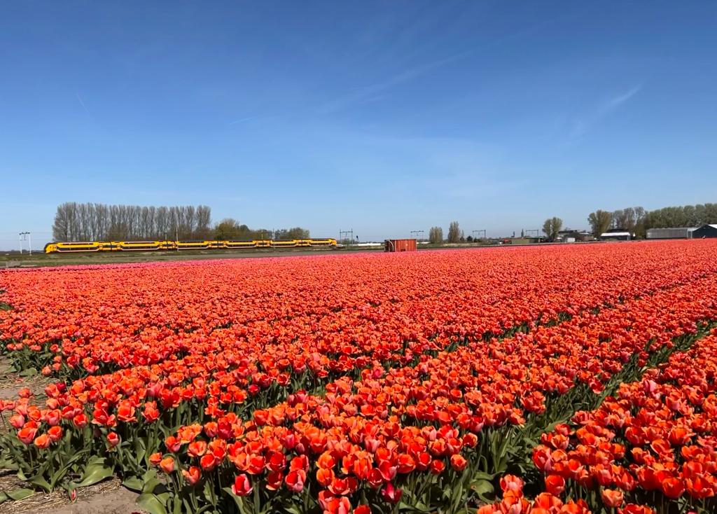 transport bloemen flowers nederlands international corporate print